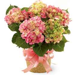 Pink Hydrangea Planter from Visser's Florist and Greenhouses in Anaheim, CA